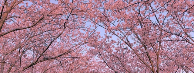 Ao🦔🫧‪さんの壁紙画像