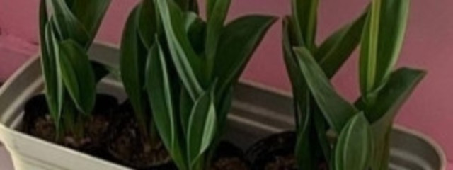 🌷🌷🌷🌷さんの壁紙画像