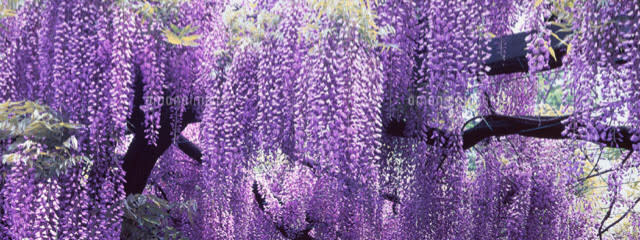 ゆいが真顔さんの壁紙画像