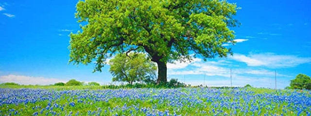 千里さんの壁紙画像